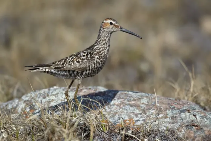Framed Print : Stilt Sandpiper (Calidris himantopus) adult, breeding plumage, standing on tundra, Nunavut, Canada, July Framed Print : Stilt Sandpiper (Calidris himantopus) adult, breeding plumage, standing on tundra, Nunavut, Canada, July