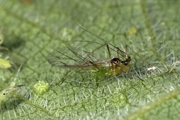 Stinging nettle aphid, Microlophium carnosum, winged alate on a stinging nettle leaf