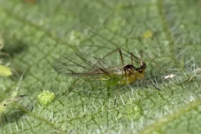 Framed Print : Stinging nettle aphid, Microlophium carnosum, winged alate on a stinging nettle leaf Framed Print : Stinging nettle aphid, Microlophium carnosum, winged alate on a stinging nettle leaf