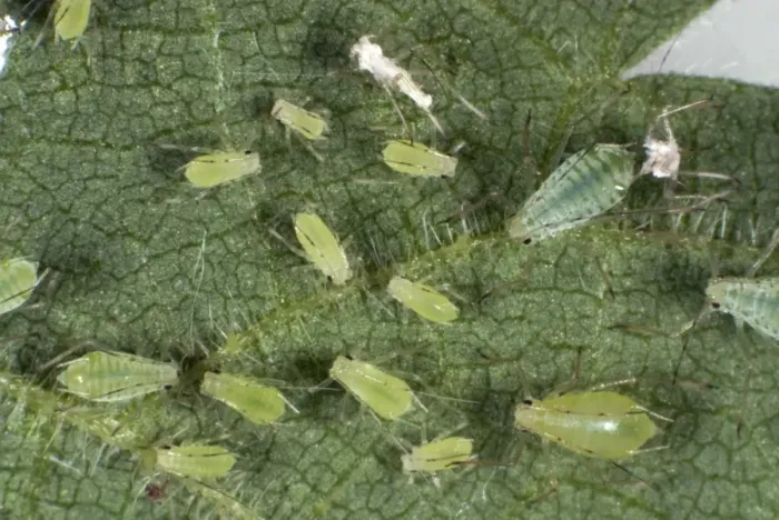 Framed Print : Stinging nettle aphids, Microlophium carnosum, infestation on a stinging nettle leaf Framed Print : Stinging nettle aphids, Microlophium carnosum, infestation on a stinging nettle leaf