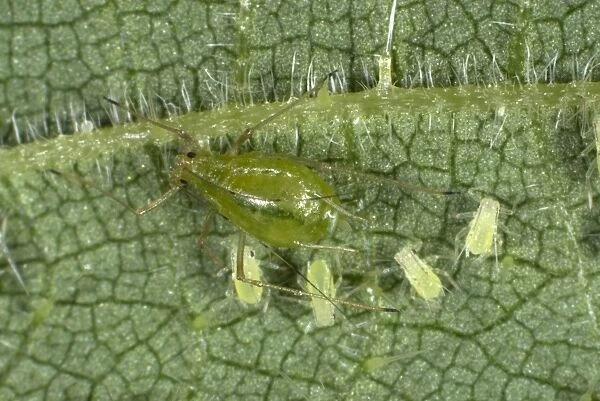 Stinging nettle aphids, Microlophium carnosum, infestation on a stinging nettle leaf
