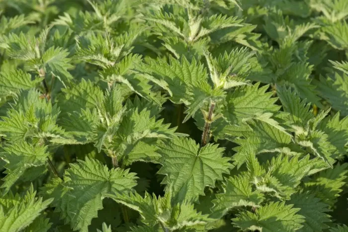 Framed Print : Stinging nettle, Urtica dioica, plants with healthy vigorous leaves in spring Framed Print : Stinging nettle, Urtica dioica, plants with healthy vigorous leaves in spring