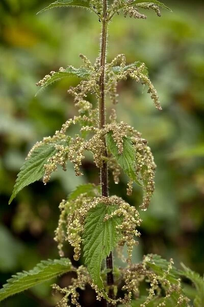 Stinging Nettle (Urtica dioica) close-up of flowers, Spain, June
