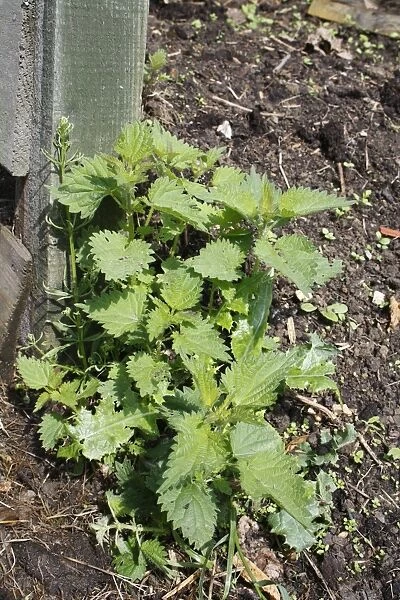 Stinging Nettle (Urtica dioica) clump growing on disturbed and enriched soil beside garden compost heap, Bacton