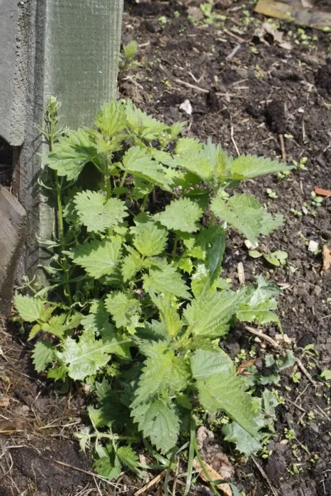 Framed Print : Stinging Nettle (Urtica dioica) clump growing on disturbed and enriched soil beside garden compost heap, Bacton Framed Print : Stinging Nettle (Urtica dioica) clump growing on disturbed and enriched soil beside garden compost heap, Bacton