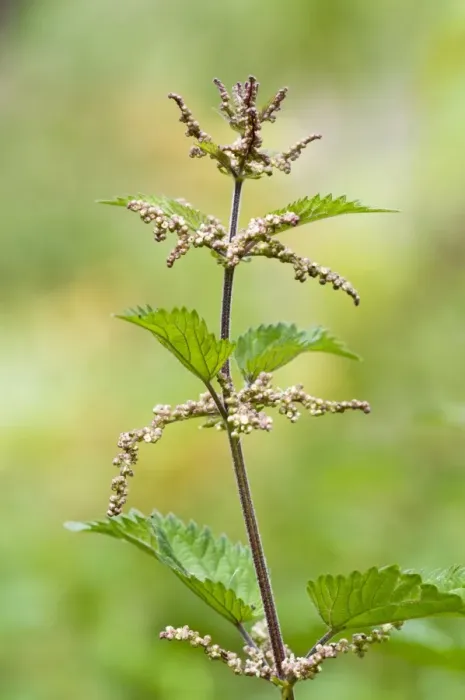 Framed Print : Stinging Nettle (Urtica dioica) flowering, Downe Bank Nature Reserve, North Downs, Kent, England, august Framed Print : Stinging Nettle (Urtica dioica) flowering, Downe Bank Nature Reserve, North Downs, Kent, England, august