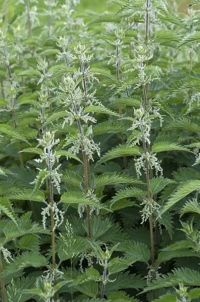 Stinging Nettle, Urtica dioica, flowering patch