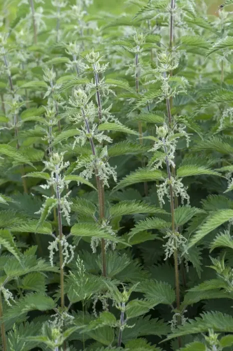 Framed Print : Stinging Nettle, Urtica dioica, flowering patch Framed Print : Stinging Nettle, Urtica dioica, flowering patch