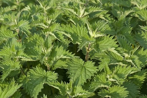 Stinging nettle, Urtica dioica, plants with healthy vigorous leaves in spring