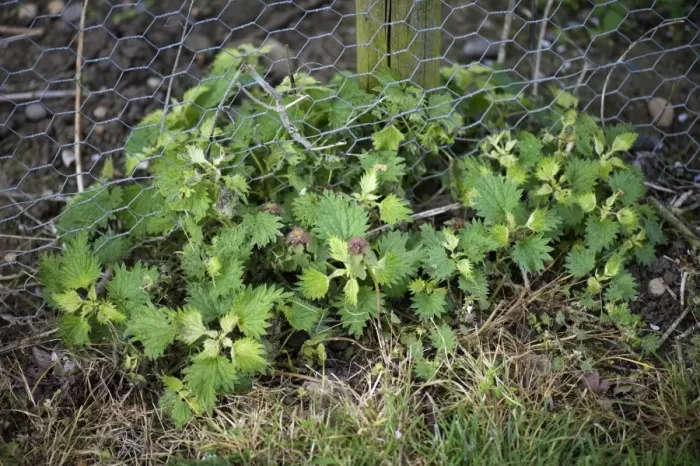 Framed Print : Stinging nettles, Urtica dioica, showing signs of damage after treatment with glyphosate used to control them Framed Print : Stinging nettles, Urtica dioica, showing signs of damage after treatment with glyphosate used to control them