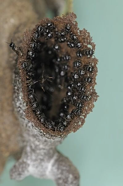 Stingless Robber Bee (Lestrimelitta limao) adults, nesting colony protecting nest entrance, Trinidad, Trinidad and Tobago