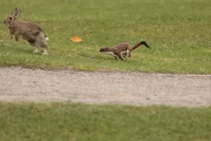 Framed Print : Stoat (Mustela erminea) adult, chasing European Rabbit (Oryctolagus cuniculus) prey, Riverside Country Park, Kent Framed Print : Stoat (Mustela erminea) adult, chasing European Rabbit (Oryctolagus cuniculus) prey, Riverside Country Park, Kent