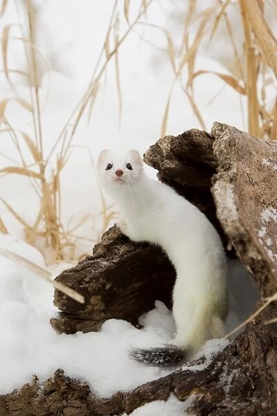 Stoat (Mustela erminea) adult, in ermine white winter coat, climbing over log in snow, Minnesota, U. S. A