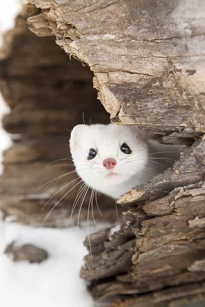 Stoat (Mustela erminea) adult, in ermine white winter coat, peering out from hollow log in snow, Minnesota, U. S. A