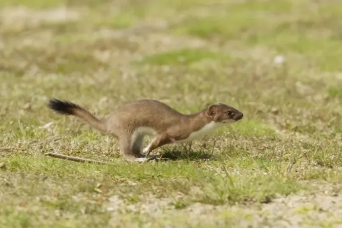 Framed Print : Stoat (Mustela erminea) adult, running, Minsmere RSPB Reserve, Suffolk, England, July Framed Print : Stoat (Mustela erminea) adult, running, Minsmere RSPB Reserve, Suffolk, England, July