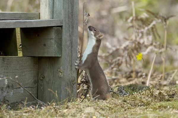 Stoat (Mustela erminea) adult, standing on hind legs against post, Minsmere RSPB Reserve, Suffolk, England, July