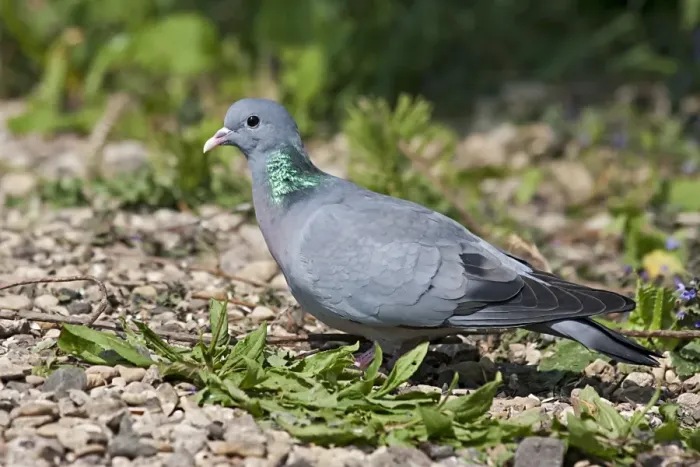 Framed Print : Stock Dove (Columba oenas) adult, foraging on gravel, Warwickshire, England, april Framed Print : Stock Dove (Columba oenas) adult, foraging on gravel, Warwickshire, England, april