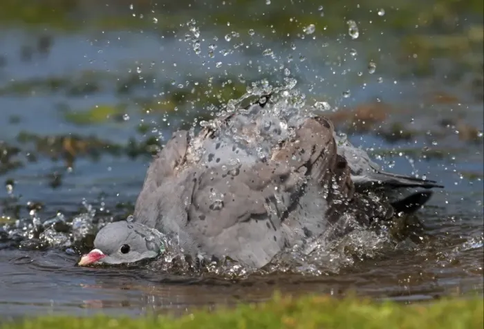 Framed Print : Stock Dove (Columba oenas) adult, bathing in pond, splashing water, Norfolk, England, july Framed Print : Stock Dove (Columba oenas) adult, bathing in pond, splashing water, Norfolk, England, july
