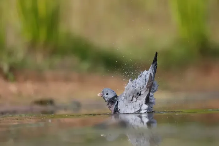 Framed Print : Stock Dove (Columba oenas) adult, bathing in water, Warwickshire, England, July