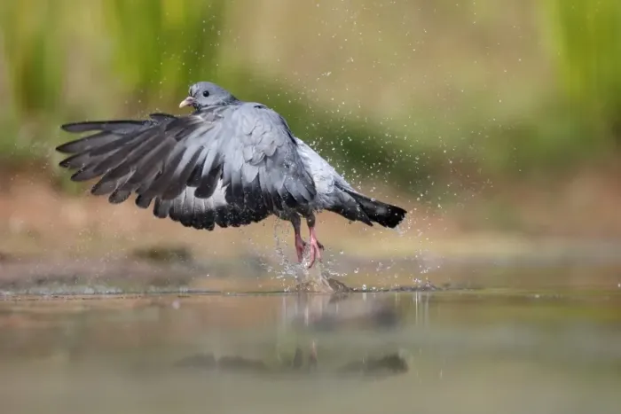 Framed Print : Stock Dove (Columba oenas) adult, in flight, taking off from water, Warwickshire, England, July Framed Print : Stock Dove (Columba oenas) adult, in flight, taking off from water, Warwickshire, England, July