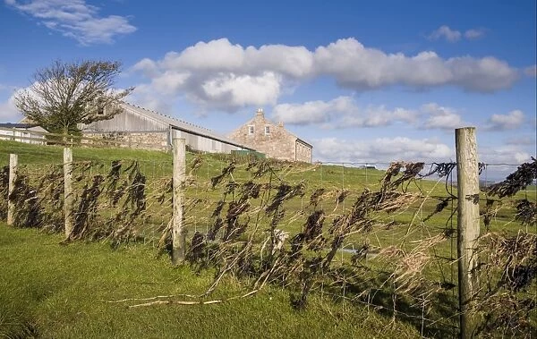 Stock fence with seaweed indicating height of tide, Cockerham, Lancashire, England, October