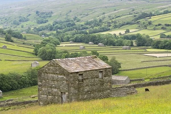 Stone barn, fields and drystone walls, view of Swaledale from above Thwaite, Yorkshire Dales N. P