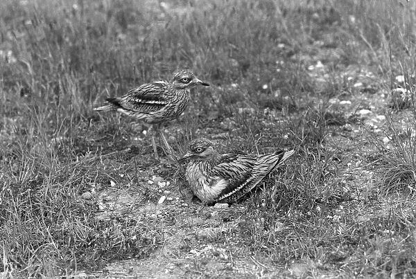 Stone Curlew change over at nest - Eyke Suffolk 1936