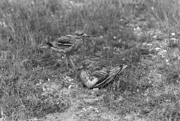 Framed Print : Stone Curlew change over at nest - Eyke Suffolk 1936 Framed Print : Stone Curlew change over at nest - Eyke Suffolk 1936