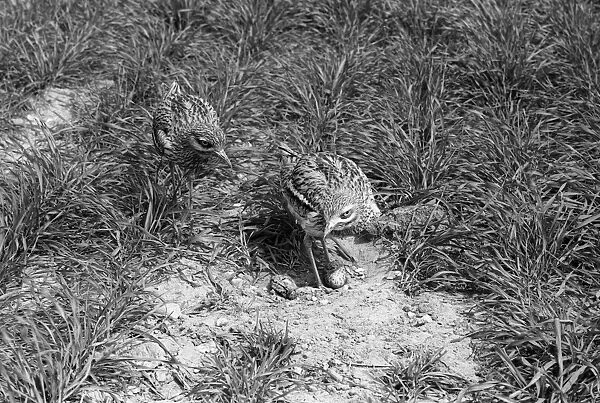 Stone Curlew change over at nest with newly hatched young - Minsmere Suffolk 1950