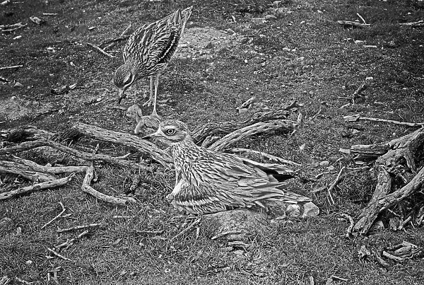 Stone Curlews at nest with newly hatched young, Staverton Forest, Suffolk 1945