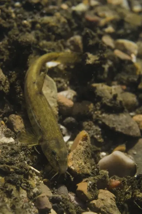 Framed Print : Stone Loach (Noemacheilus barbatulus) adult, on gravel riverbed, River Witham, Lincolnshire, England, April