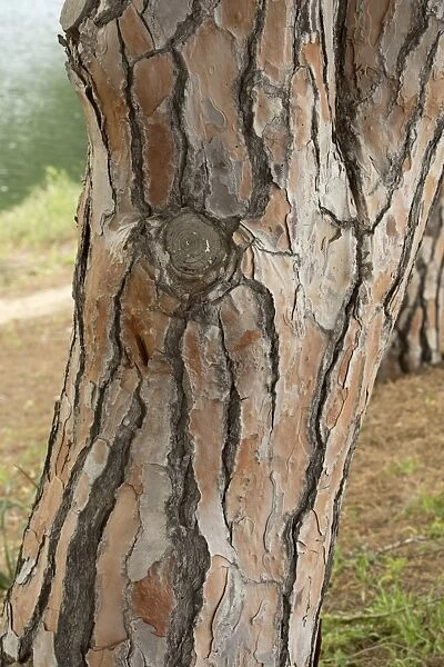 Stone Pine (Pinus pinea) close-up of trunk, Sardinia, Italy, April