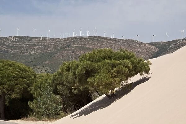 Stone pine trees are engulfed by the moving sand dunes of Andalusia, Spain. Note the wind turbines on the hills