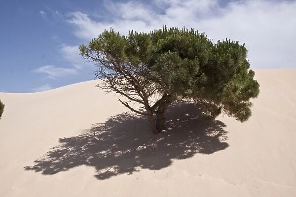 Stone pine trees are engulfed by the moving sand dunes of the Coto Donana, Spain