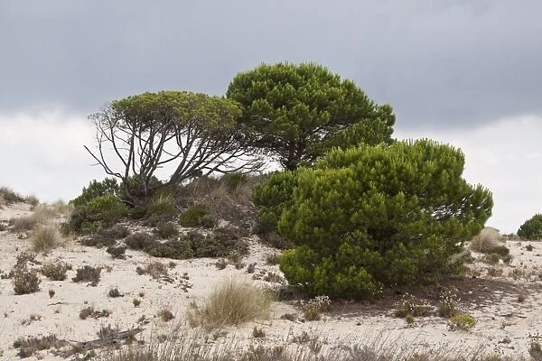 Stone pine trees grow in the sandy dunes of the Coto Donana, Spain