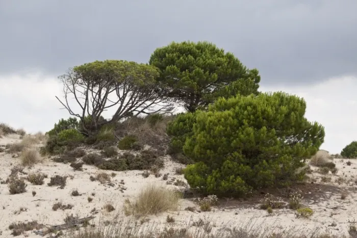 Framed Print : Stone pine trees grow in the sandy dunes of the Coto Donana, Spain Framed Print : Stone pine trees grow in the sandy dunes of the Coto Donana, Spain