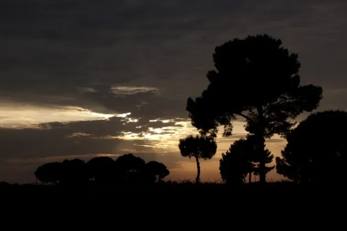 Framed Print : Stone pines at sunset, Coto Donana, Spain Framed Print : Stone pines at sunset, Coto Donana, Spain