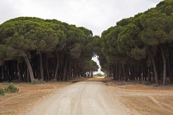 Stone pines trees line the road to the Palacio, the research station of the Coto Donana National Park, Andalusia, Spain