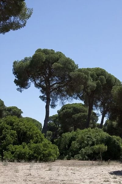 stone or umbrella pine pinus pinea Coto Donana, Spain