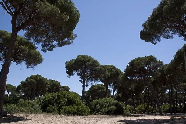 stone or umbrella pine pinus pinea, Coto Donana, Spain