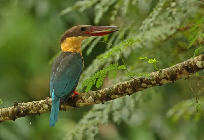 Framed Print : Stork-billed Kingfisher (Pelargopsis capensis) adult, with beak open, perched on branch, Sri Lanka, december Framed Print : Stork-billed Kingfisher (Pelargopsis capensis) adult, with beak open, perched on branch, Sri Lanka, december
