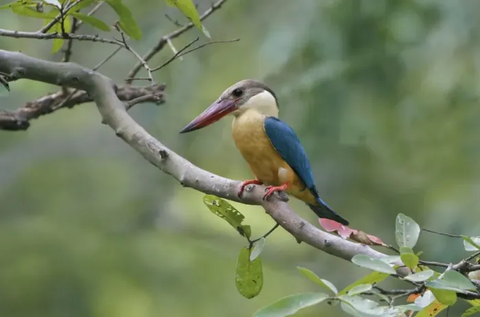Framed Print : Stork-billed Kingfisher (Pelargopsis capensis malaccensis) adult, perched on branch, Polonnaruwa N. P Framed Print : Stork-billed Kingfisher (Pelargopsis capensis malaccensis) adult, perched on branch, Polonnaruwa N. P