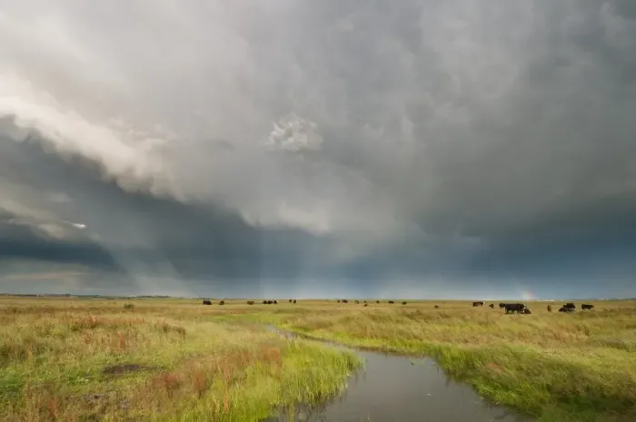 Framed Print : Stormclouds and rainbow over cattle in coastal grazing marsh habitat, Elmley Marshes National Nature Reserve Framed Print : Stormclouds and rainbow over cattle in coastal grazing marsh habitat, Elmley Marshes National Nature Reserve