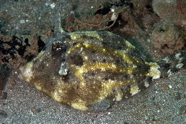 Strapweed Filefish (Pseudomonacanthus macrurus) adult, resting on sand, Lembeh Straits, Sulawesi, Sunda Islands