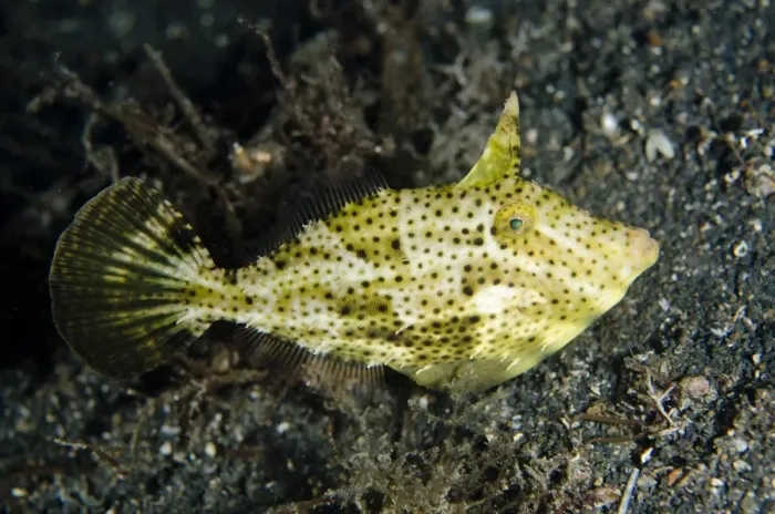 Framed Print : Strapweed Filefish (Pseudomonacanthus macrurus) adult, swimming over black sand at night, Lembeh Straits, Sulawesi Framed Print : Strapweed Filefish (Pseudomonacanthus macrurus) adult, swimming over black sand at night, Lembeh Straits, Sulawesi