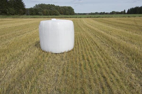 Straw in plastic wrapped round bale, wrapped to be stored outside in winter, in stubble field, Sweden