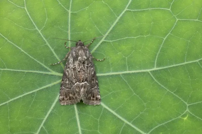 Framed Print : Straw Underwing (Thalpophila matura) adult, resting on leaf, Essex, England Framed Print : Straw Underwing (Thalpophila matura) adult, resting on leaf, Essex, England