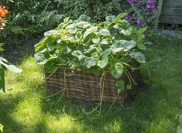 Strawberry (Fragaria sp. ) crop, growing in wicker container in garden, Chipping, Lancashire, England, July