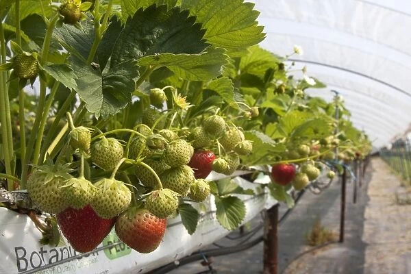 Strawberry (Fragaria sp. ) crop, ripe and ripening fruit, growing in raised growbags in polytunnel on pick your own