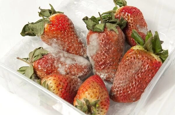 Strawberry (Fragaria sp. ) fruit, covered with mould in plastic container, Norfolk, England, April